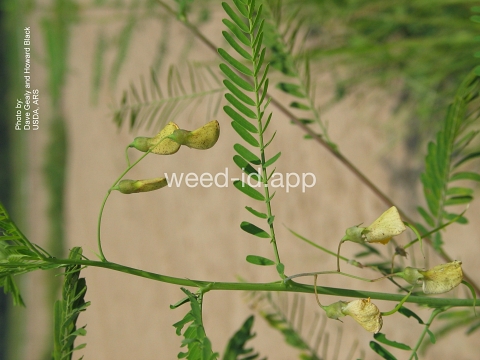 sesbania, hemp